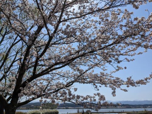 小松市木場潟公園で桜と木場潟を同時に写した写真