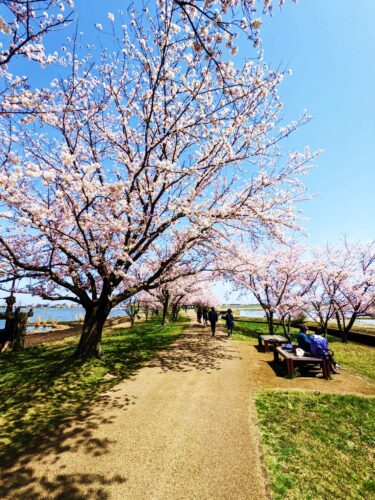 小松市の木場潟公園の千本櫻通りの写真