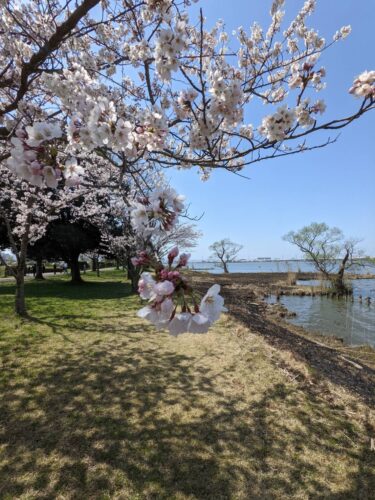 小松市木場潟公園で咲いた桜の写真